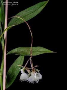 Epidendrum ilense