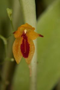 Platystele aurea