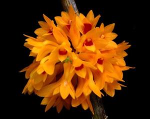 Dendrobium tiongii