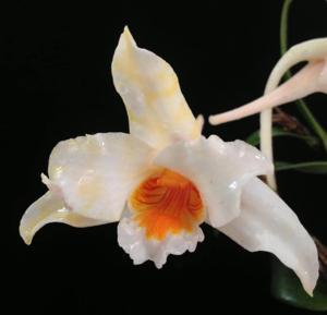 Dendrobium roseiodorum