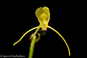 Porroglossum olivaceum