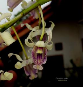 Dendrobium nindii