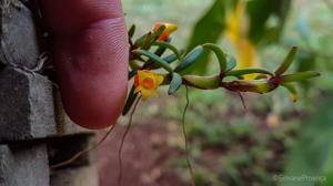 Mediocalcar decoratum