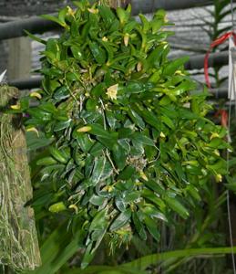 Dendrobium pachyphyllum