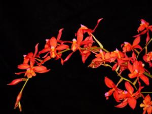 Oncidium noezlianum