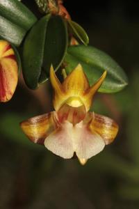 Dendrobium brunneum