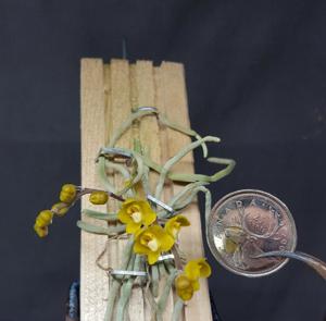 Chiloschista nakonpanomensis