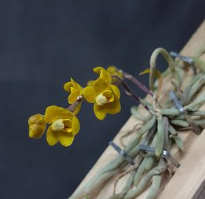 Chiloschista nakonpanomensis