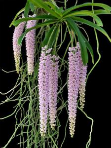 Rhynchostylis retusa
