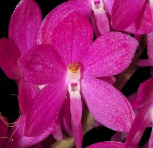 Vanda ampullacea