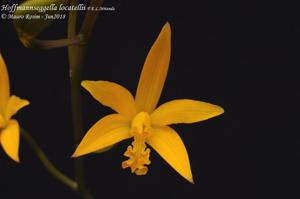 Cattleya locatellii