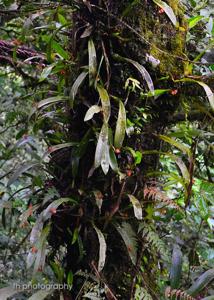 Stichorkis compressa