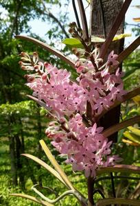 Vanda christensoniana