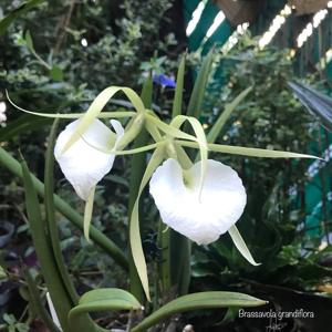 Brassocattleya Crystelle Smith-Little Toshie