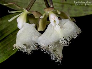Epidendrum ilense