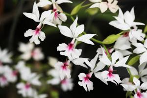 Calanthe vestita