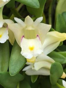 Dendrobium pachyphyllum