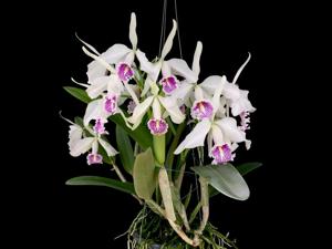 Cattleya maxima
