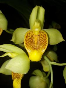 Catasetum vinaceum