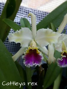 Cattleya rex