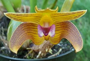 Bulbophyllum claptonense