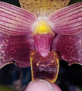 Bulbophyllum lobbii subsp. breviflorum