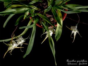 Aeranthes grandiflora