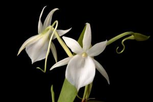Angraecum leonis