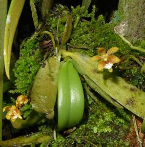 Grosourdya muscosa