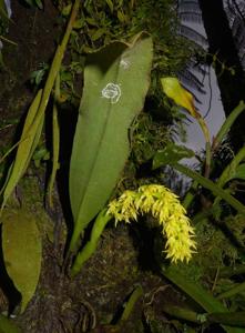 Bulbophyllum gibbosum