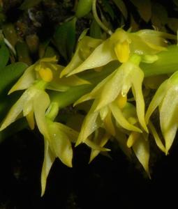 Bulbophyllum gibbosum