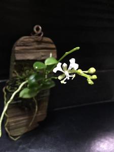 Cryptopus paniculatus