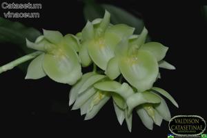 Catasetum vinaceum