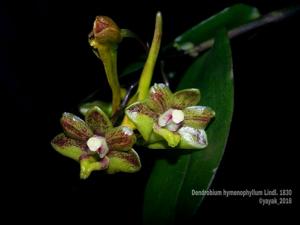 Dendrobium hymenophyllum