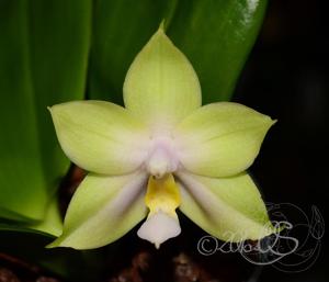 Phalaenopsis violacea var. alba