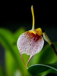 Masdevallia floribunda