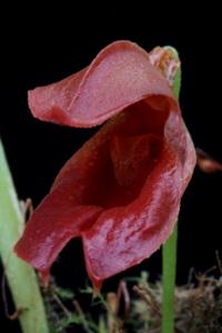 Specklinia montezumae