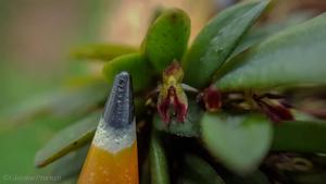 Anathallis johnsonii