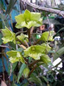 Dendrobium fimbrilabium