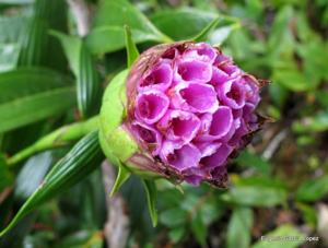 Elleanthus capitatus