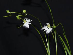 Pecteilis radiata