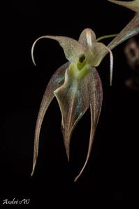 Homalopetalum pumilio