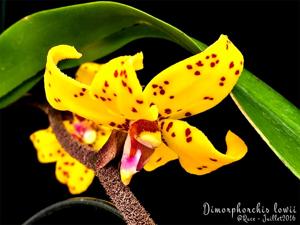 Dimorphorchis lowii