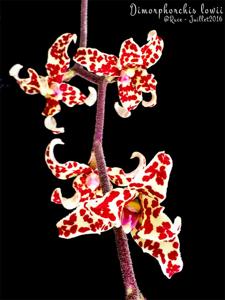 Dimorphorchis lowii