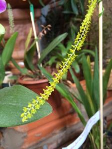 Coelogyne filiformis