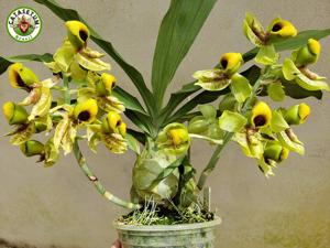 Catasetum galeritum