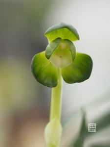 Cymbidium goeringii