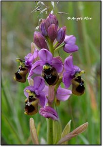 Ophrys apifera