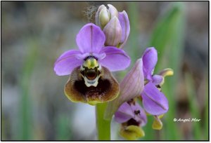 Ophrys apifera