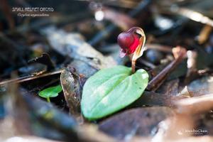 Corybas unguiculatus